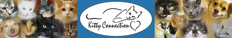 Kitty Connection