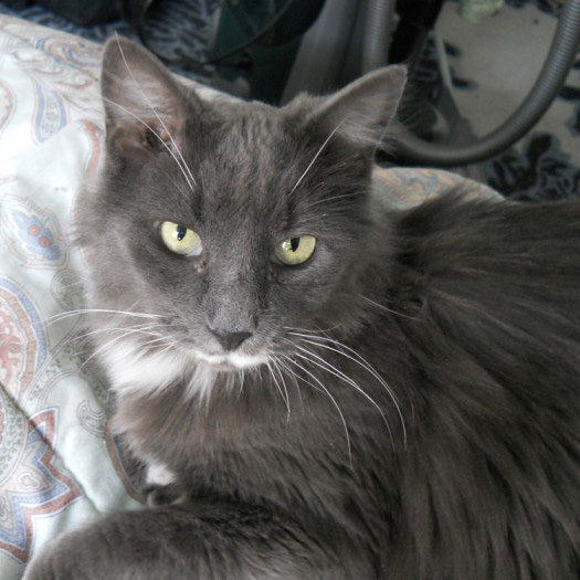 Billy, Cat of the Month