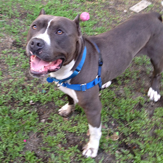 Paul Bunyan, Dog of the Month