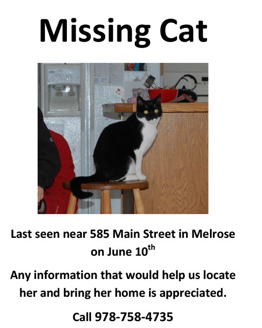 missing-black-and-white-cat-melrose-kitty-connection
