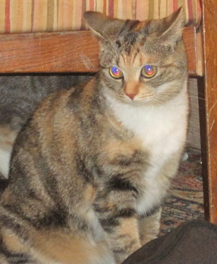 calico tabby mix calico tabby mix