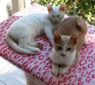 Sunlight and Snowbright, now Mojo and Pearl