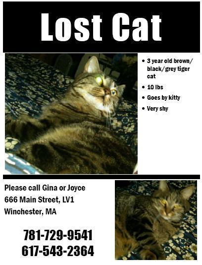 408_Lost_Winchester_Cat