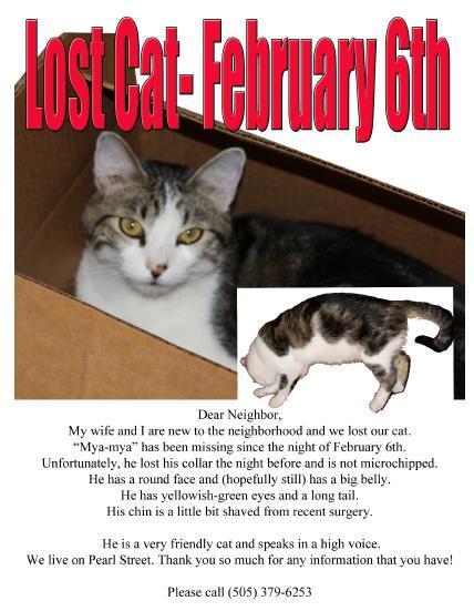 428_MyaMya_Lost_Cat