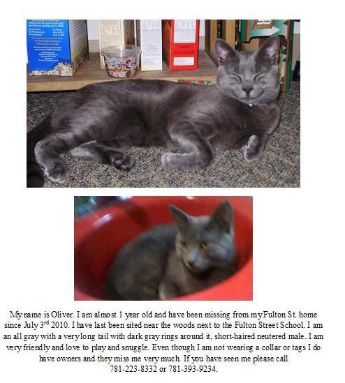 494_Oliver_Missing_Cat