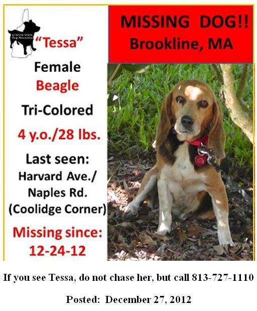 512_Tessa_missing_dog