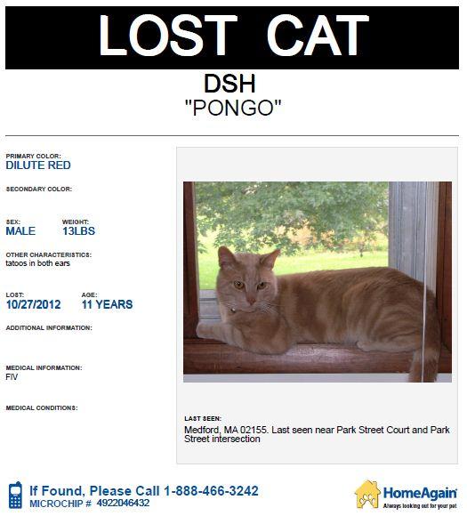 525_Pongo_lost_cat