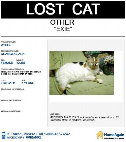 531_Lexie_lost_cat