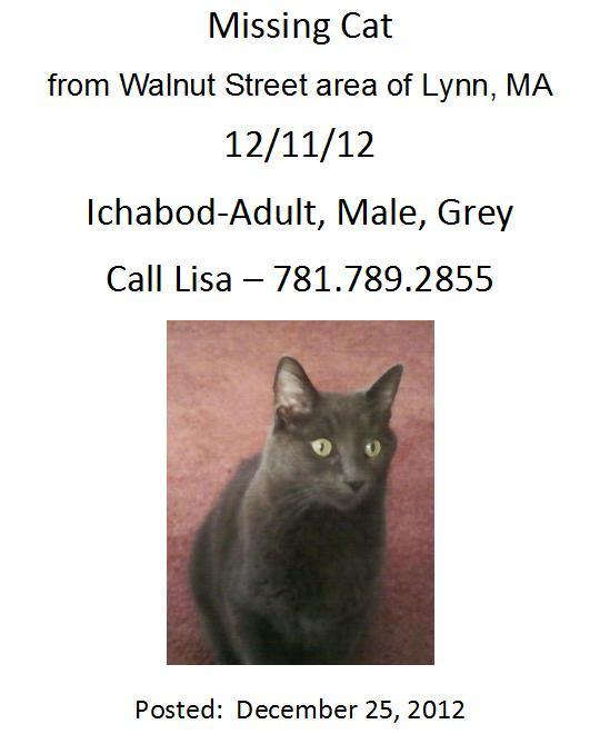 540_Iggy_missing_cat