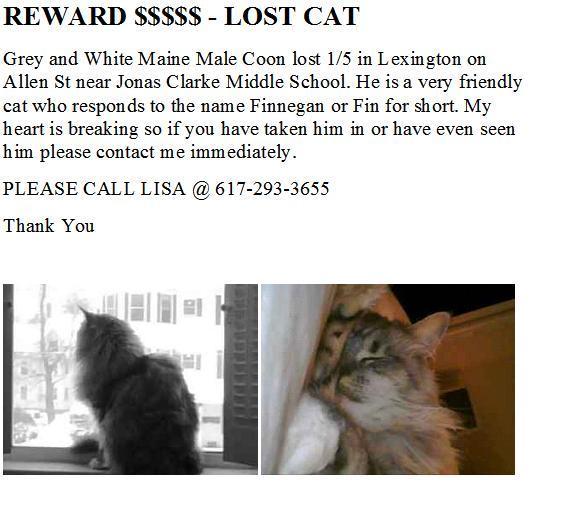 561_Lost_Cat