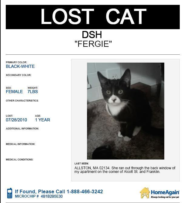 607_Fergie_Lost_Cat