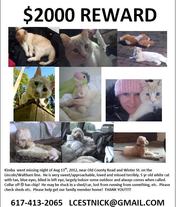 613_Kimba_missing_cat