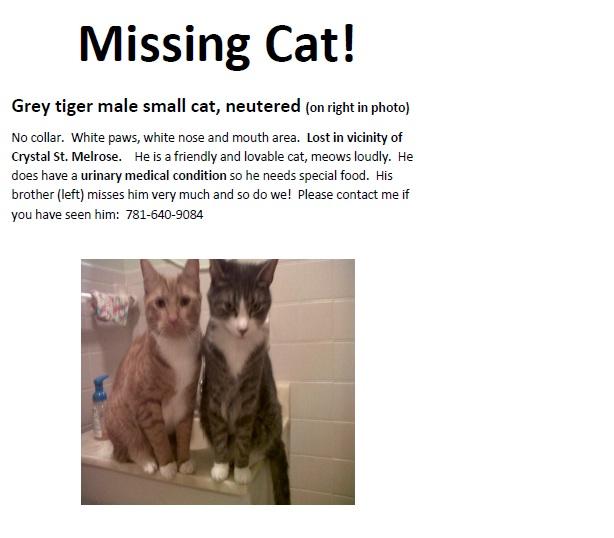 614_Hamilton_missing_cat