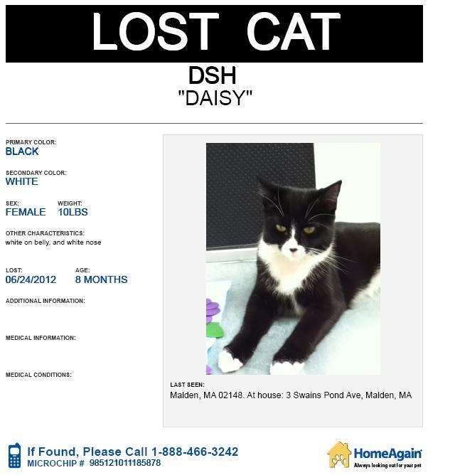 640_Daisy_lost_cat