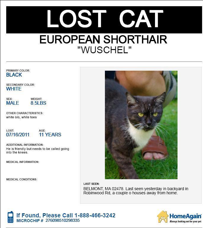 685_Lost_Cat_Belmont