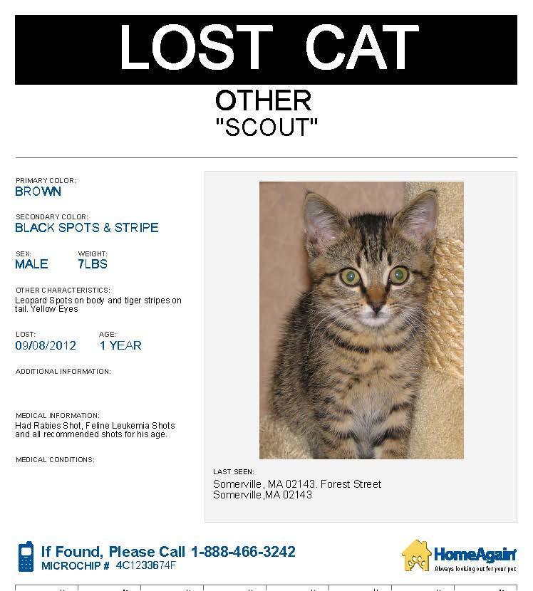 748_Scout_lost_cat