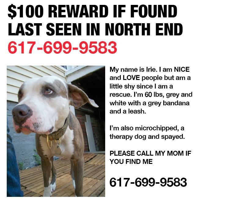 762_Irie_lost_dog