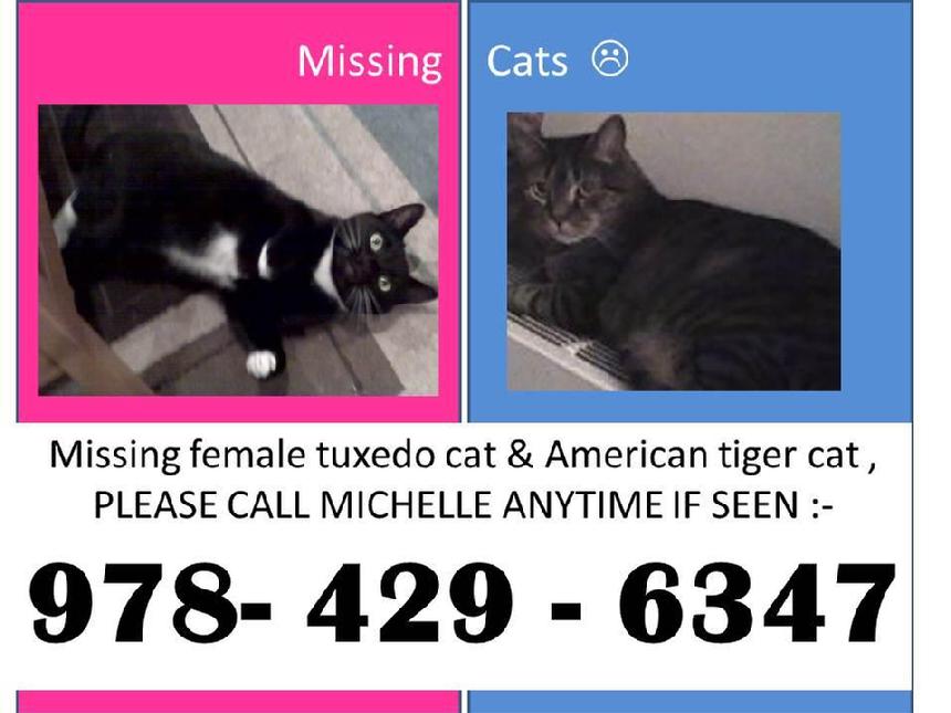 860_Missing_Burlington_cats