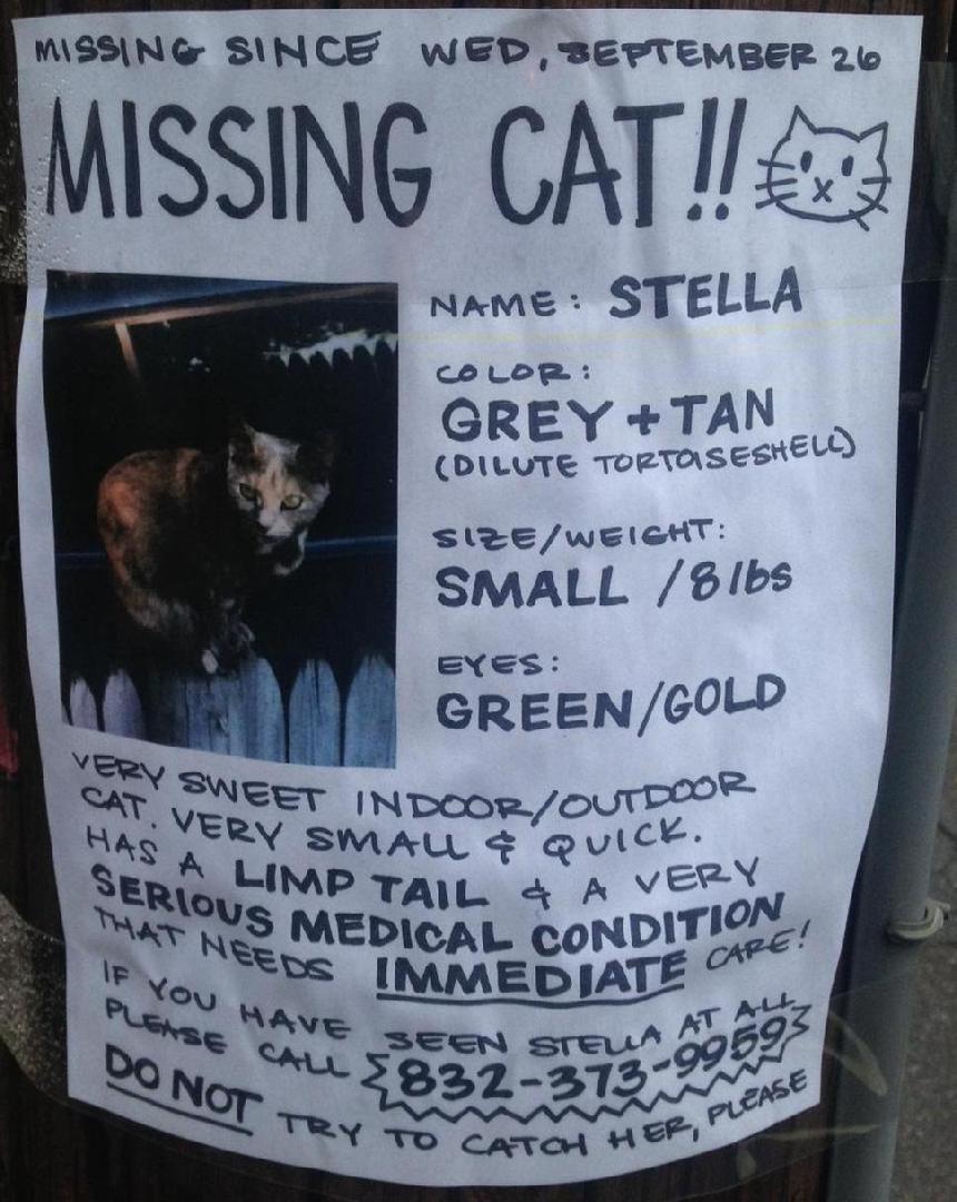 860_Stella_lost_cat