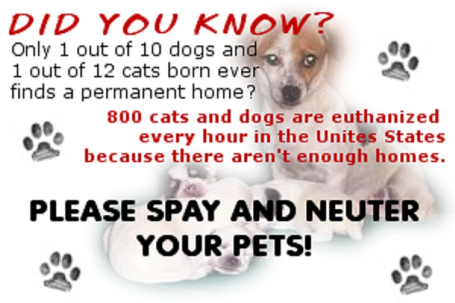 spay-neuter