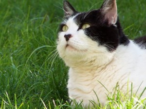 missing-cat-medford
