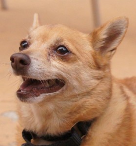 SONY DSC