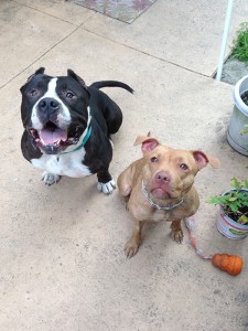 McDougal with his friend Peanut