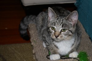 Evie-4