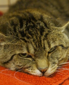 SONY DSC