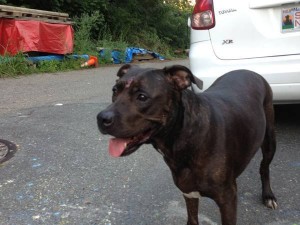 Here she is on the street when she was found.