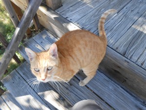 found-orange-cat-2