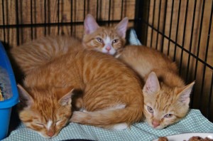 3 orange girls