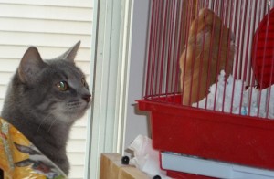 Sammi (Miss Kitty)