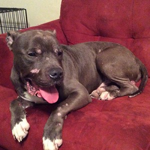 Christmas, Dog of the Month