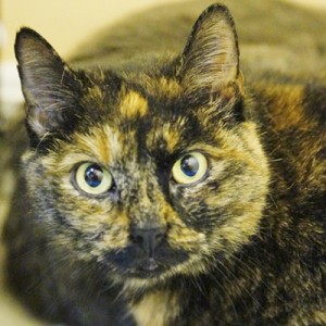 Starbuck, Cat of the Month