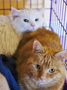 Clyde & Rachel Rae