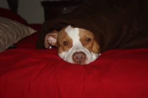Harley - PitBull - 3-12-14 (3)