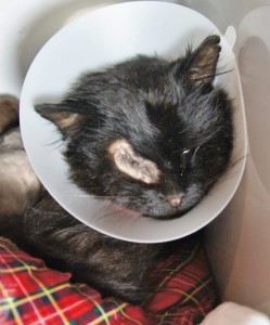 Popeye - DLH - After surgery