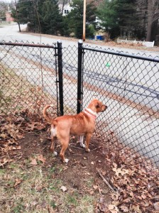 Bella - Shar pei-Lab-Pit - 4-14-14_002