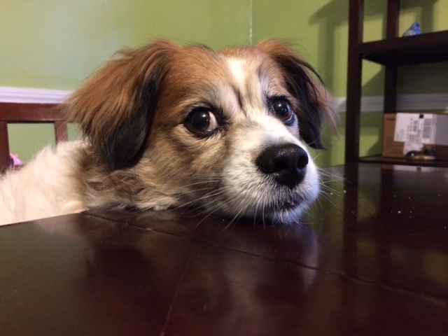 Gus -Tibetan-Spaniel-4-6-14_004