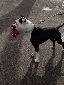 Kimbo - Staffordshire Terrier - 4-9-14_002