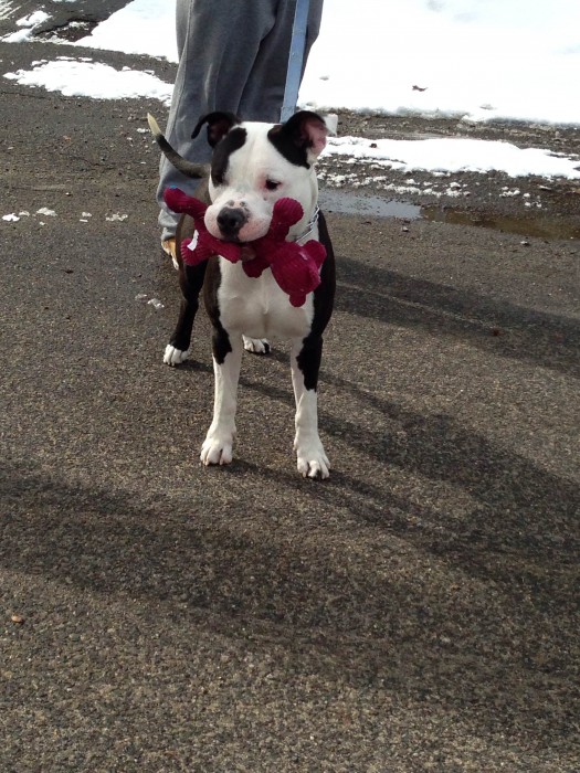 Kimbo - Staffordshire Terrier - 4-9-14_003