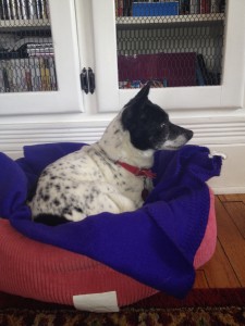 Pixie - Rat Terrier - 4-28-14