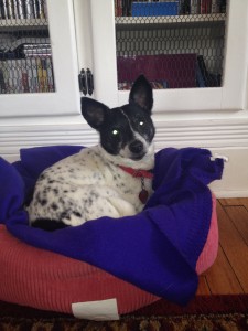 Pixie - Rat Terrier - 4-28-14_002