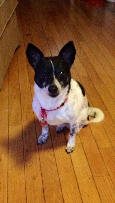 Pixie - Rat Terrier - 4-28-14_003