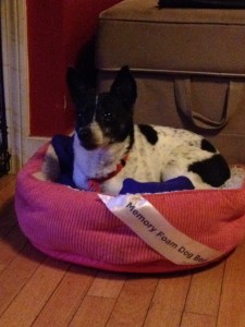 Pixie - Rat Terrier - 4-28-14_004