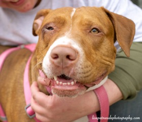 Zoey - Rhodesian-Terrier - 5-4-2014_002