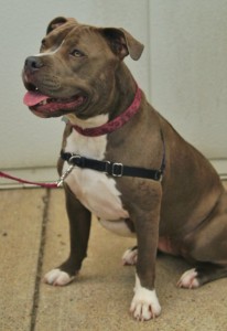 Ava - BlueNosedPit - 6-23-14_002