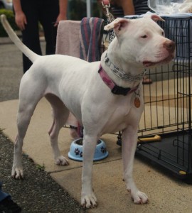 Diva - Pit mix - 6-23-14_002