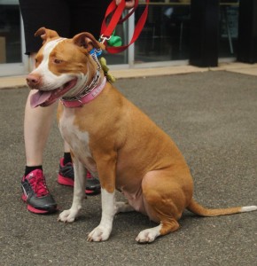 Harley - Pit Mix - 6-23-14_002